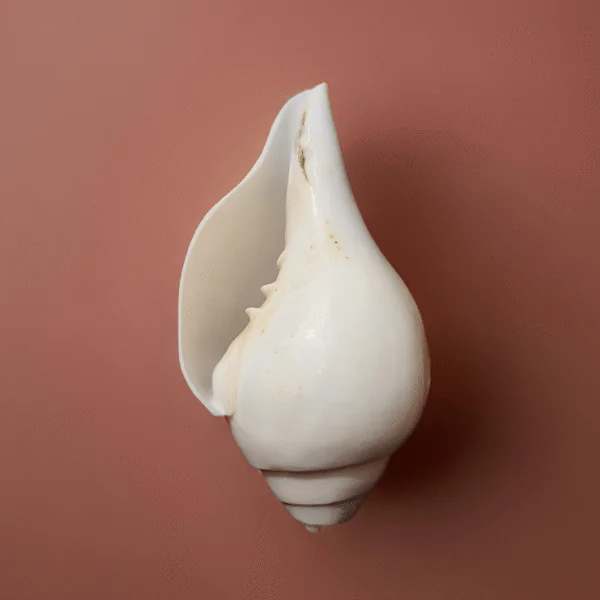 Simple Design Pure White Sankh
