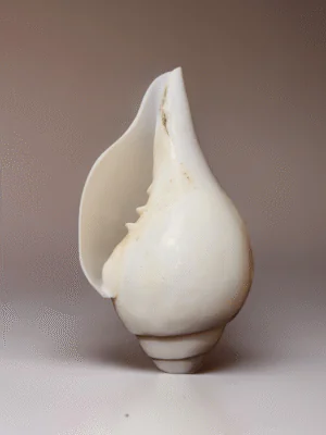 Simple Design Pure White Sankh