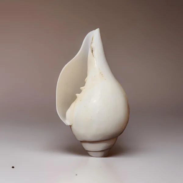 Simple Design Pure White Sankh